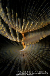 Tubeworm by Francesco Pacienza 